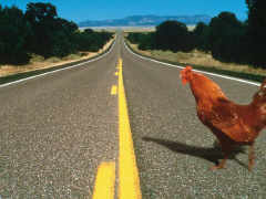 A chicken on the move